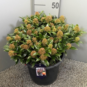 SKIM JA GODRIE DWARF