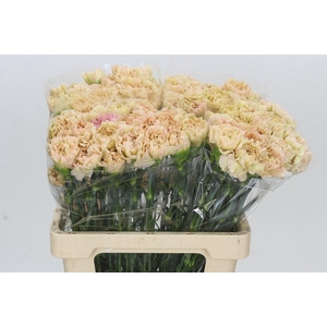 Dianthus St Lege Marrone