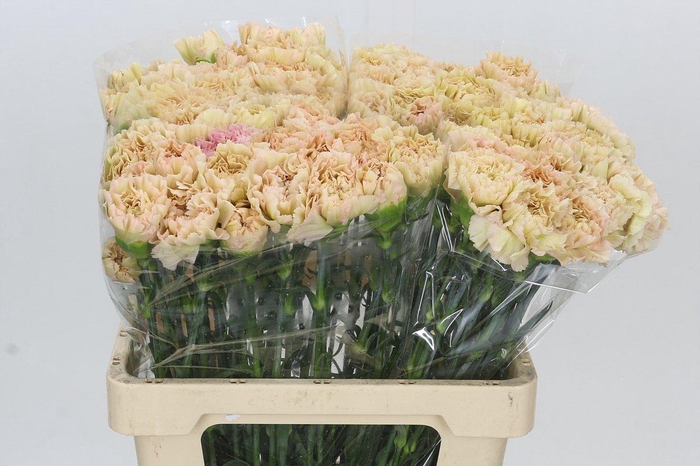 <h4>Dianthus St Lege Marrone</h4>