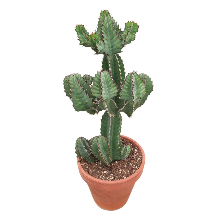 <h4>Euphorbia</h4>