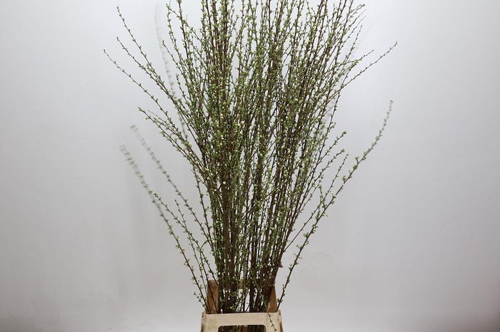 <h4>Prunus Glandulosa Alba Plena Branched</h4>