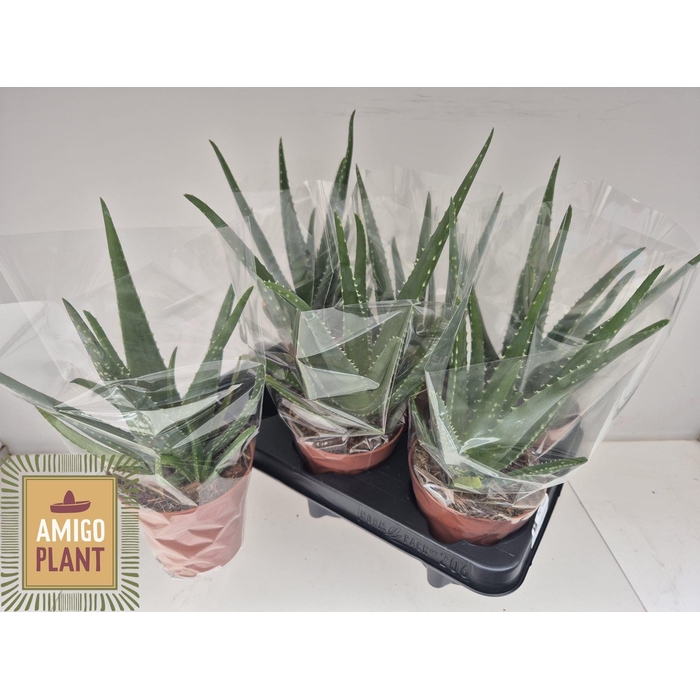 <h4>ALOE VERA</h4>