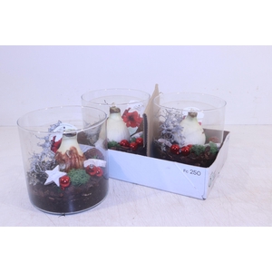 Bloembol Hippeastrum