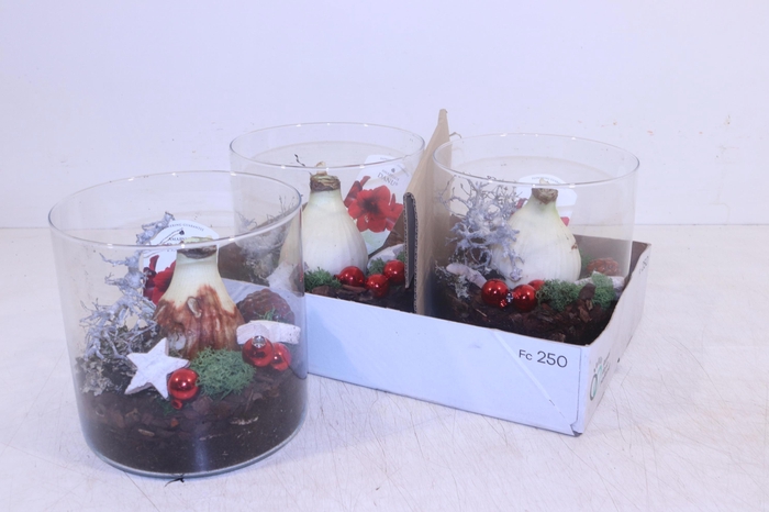 <h4>Bloembol Hippeastrum</h4>