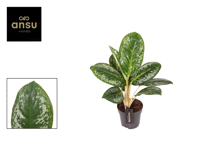 <h4>Aglaonema overig</h4>