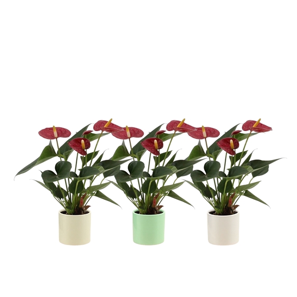 <h4>Anthurium Diamond Red in Helsinki ceramics</h4>