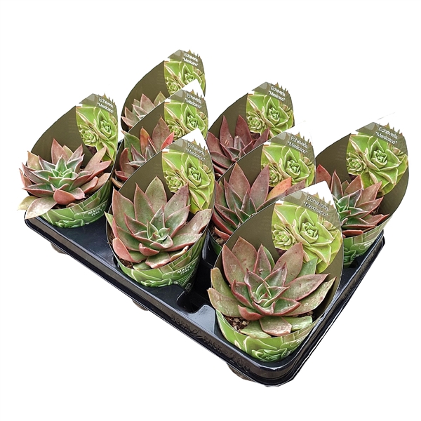 <h4>ECHEVERIA 'MEXICANO' - POT Ø 10,5 WITH POTCOVER (SUCCULENTEN)</h4>