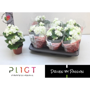 Begonia half Clara 14Ø 31cm
