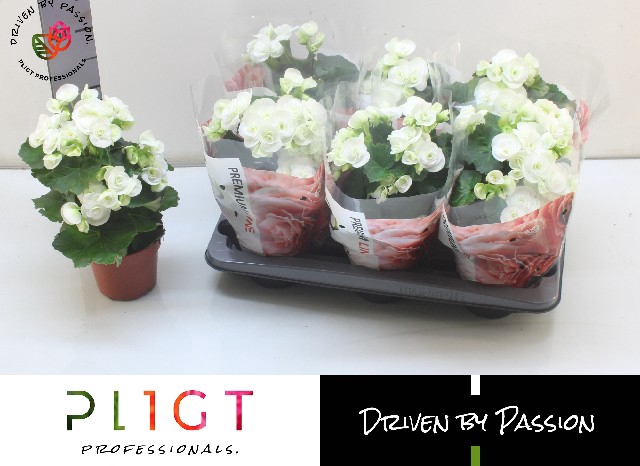 Begonia half Clara 14Ø 31cm