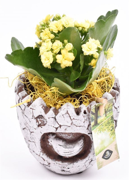 <h4>Cement paasei 11cm</h4>