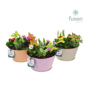 Zink schaal voorjaar div.kleuren met arrangement