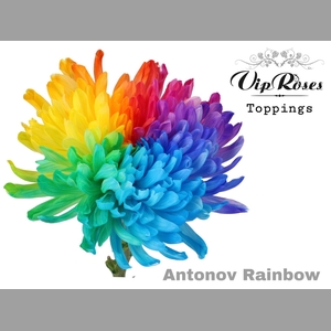 CHR G ANTONOV RAINBOW X20