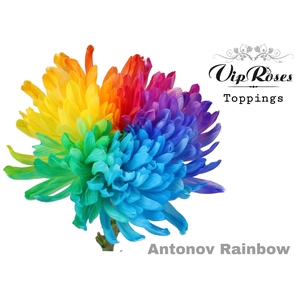 Chr G Antonov Rainbow X20