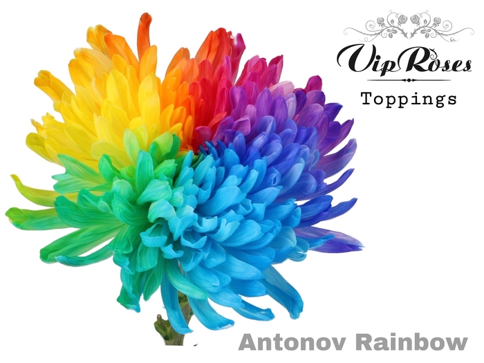<h4>Chr G Antonov Rainbow X20</h4>