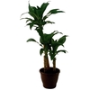 DRACENA FRAGRANS P24