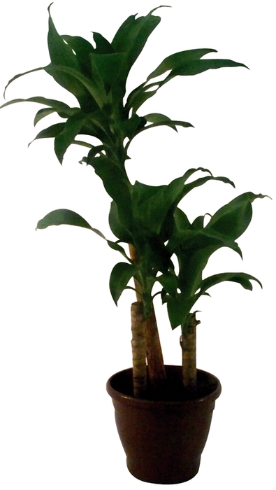 DRACENA FRAGRANS P24