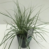 Carex oshimensis Everest