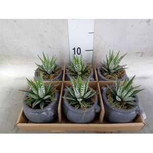 Arr.   Kamerplant Groen L%