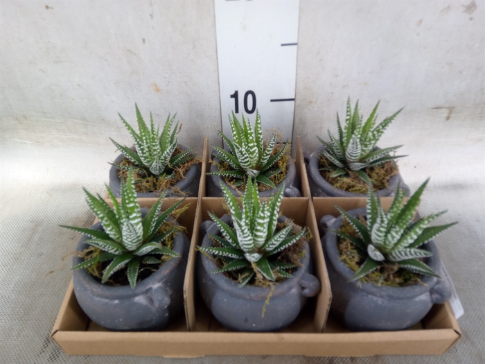 <h4>Arr.   Kamerplant Groen L%</h4>