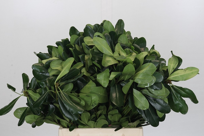 <h4>Pittosporum Nurit</h4>