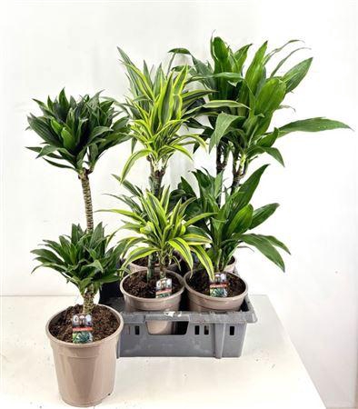 <h4>Dra De Ov Gem</h4>