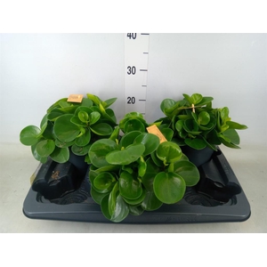 Peperomia obt. 'Green Gold'