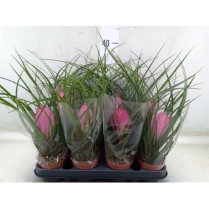 Tillandsia cyanea 'Anita'