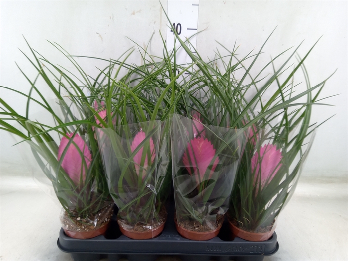 <h4>Tillandsia cyanea 'Anita'</h4>