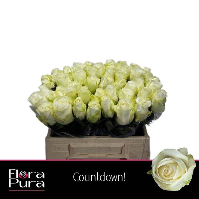 <h4>R GR COUNTDOWN!</h4>
