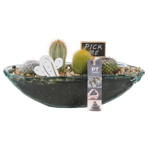 PTCT3825 Arrangementen Cactus