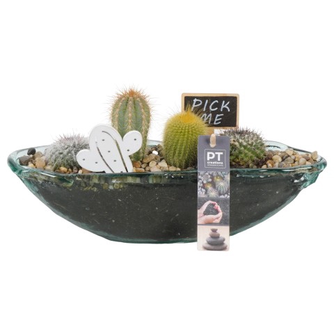 <h4>PTCT3825 Arrangementen Cactus</h4>