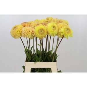 Dahlia Jowey Goldy