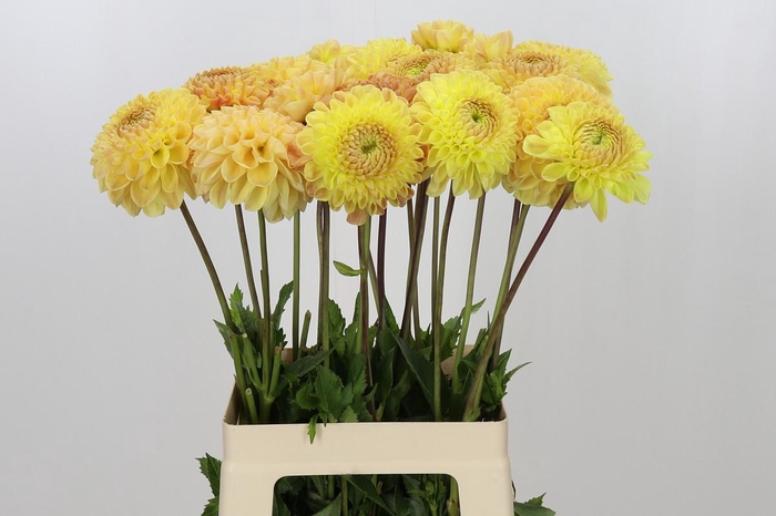 <h4>Dahlia Jowey Goldy</h4>