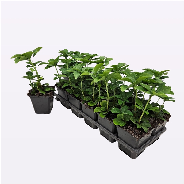 <h4>Pachysandra Terminalis</h4>