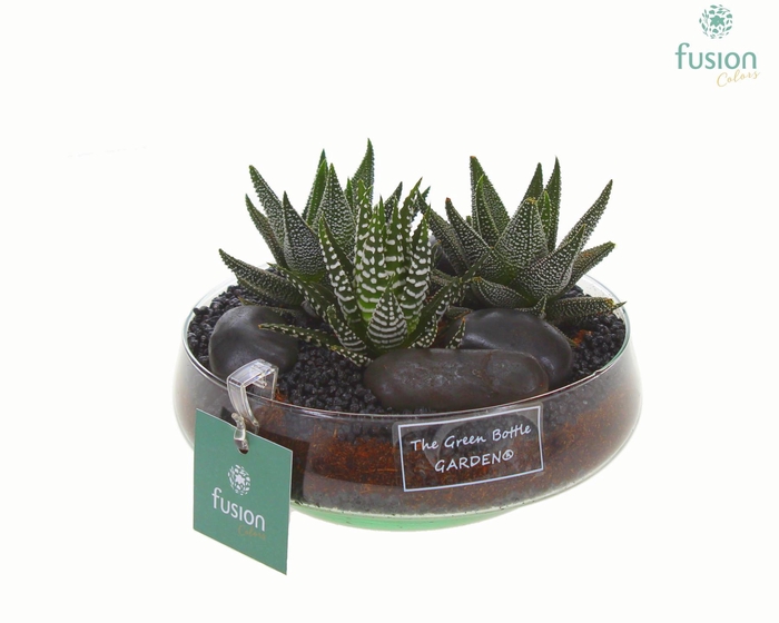<h4>Green Bottle Iris Small met Haworthia</h4>
