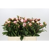 Paeonia Gardenia