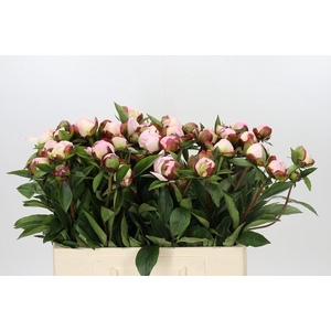 Paeonia Gardenia