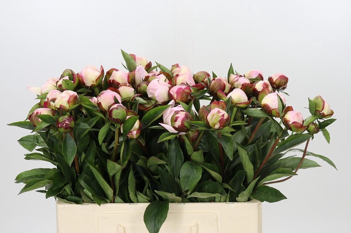 Paeonia Gardenia