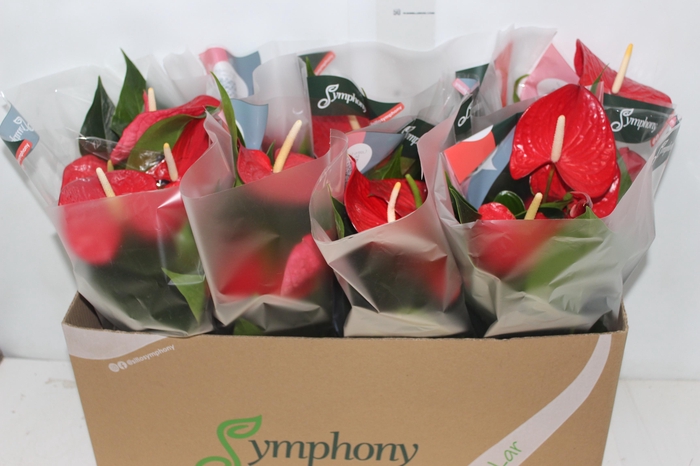 <h4>ANTHURIUM QUERIDA P15</h4>