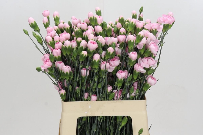 <h4>Dianthus Tr Athena</h4>