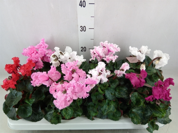 <h4>Cyclamen MD 'Merengue'</h4>