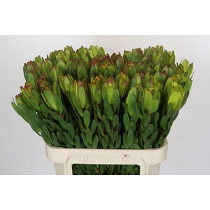 Leucadendron Goldstrike