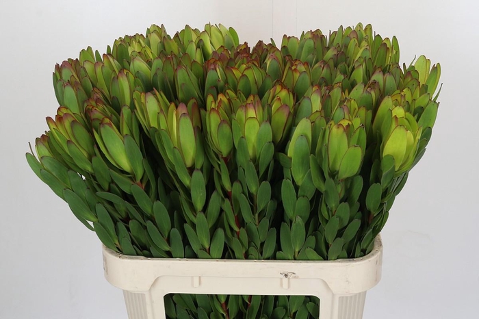 <h4>Leucadendron Goldstrike</h4>