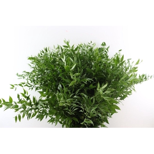 Ruscus Medium 200gr P Bunch
