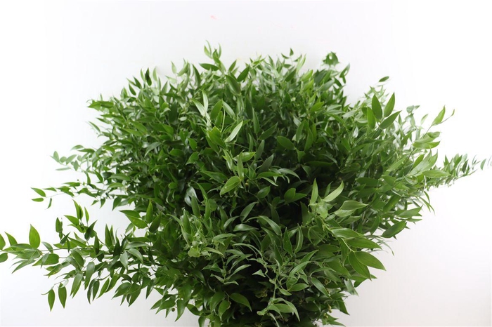 <h4>Ruscus Medium 200gr P Bunch</h4>