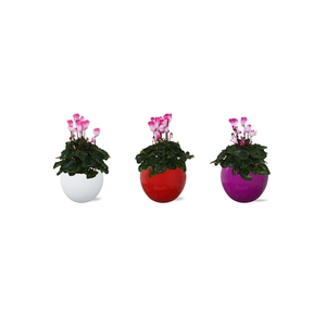 Cyclamen Fusion gemengd in Lisa keramiek
