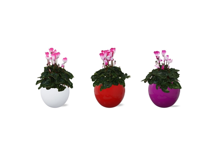 <h4>Cyclamen Fusion gemengd in Lisa keramiek</h4>