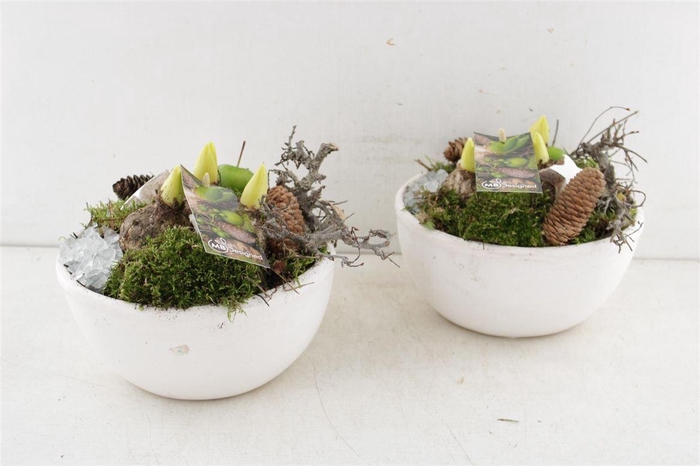 <h4>Arr4 Hyacint Mb205 - Ker. Bowl Whit</h4>