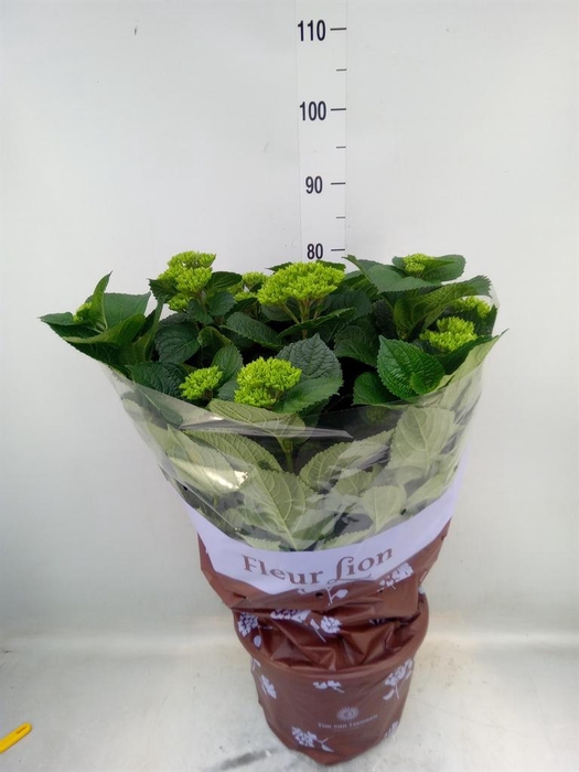 <h4>Hydrangea mac. 'Rosita'</h4>