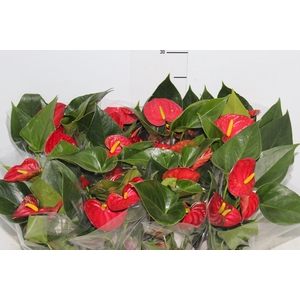 ANTHURIUM RED SUCCESS P09